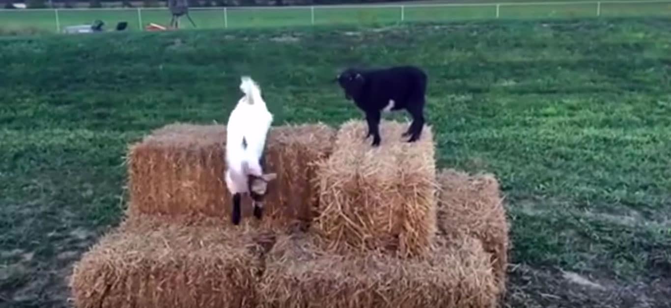 ¿Has visto alguna vez cabras haciendo parkour?