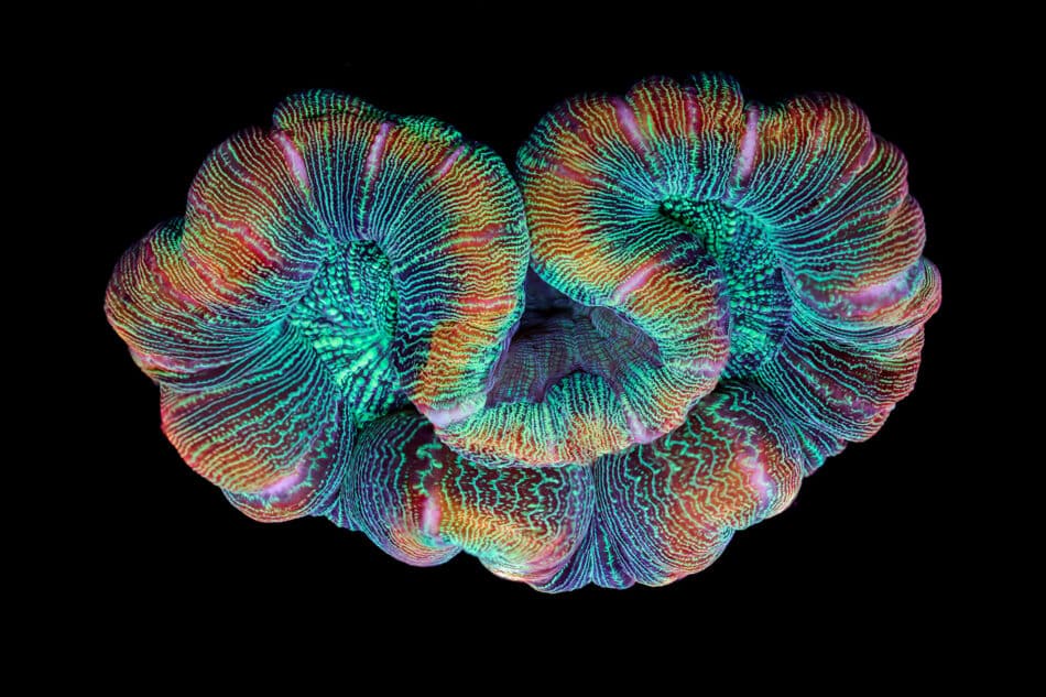 ¿Has visto alguna vez cómo se mueven los corales?