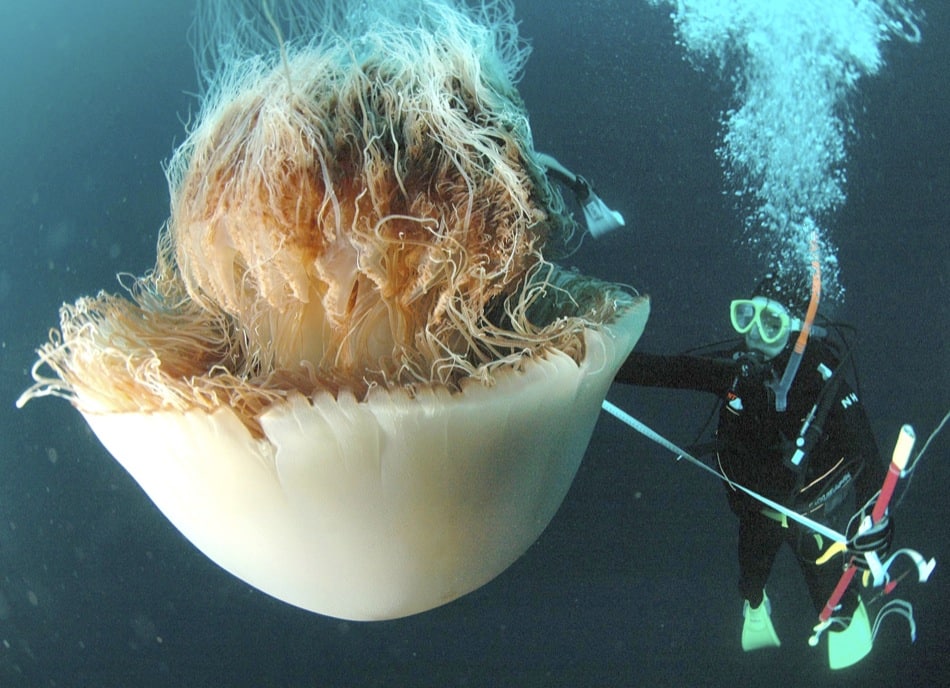¿Hay cada vez más medusas?