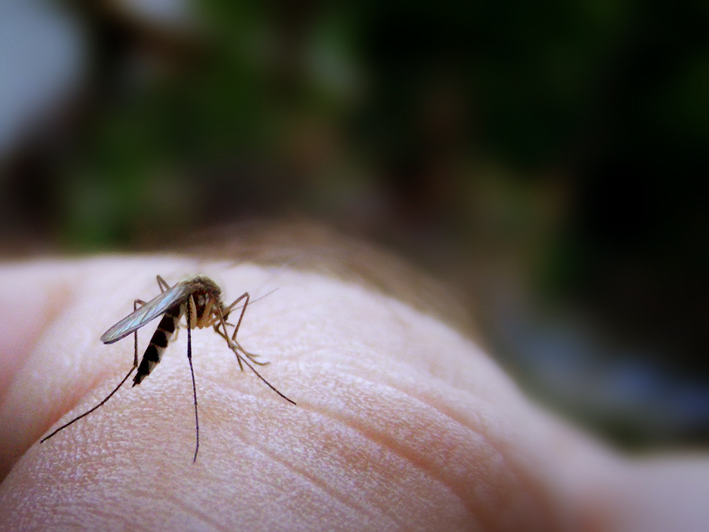 ¿Hay personas con mejor sabor para los mosquitos?