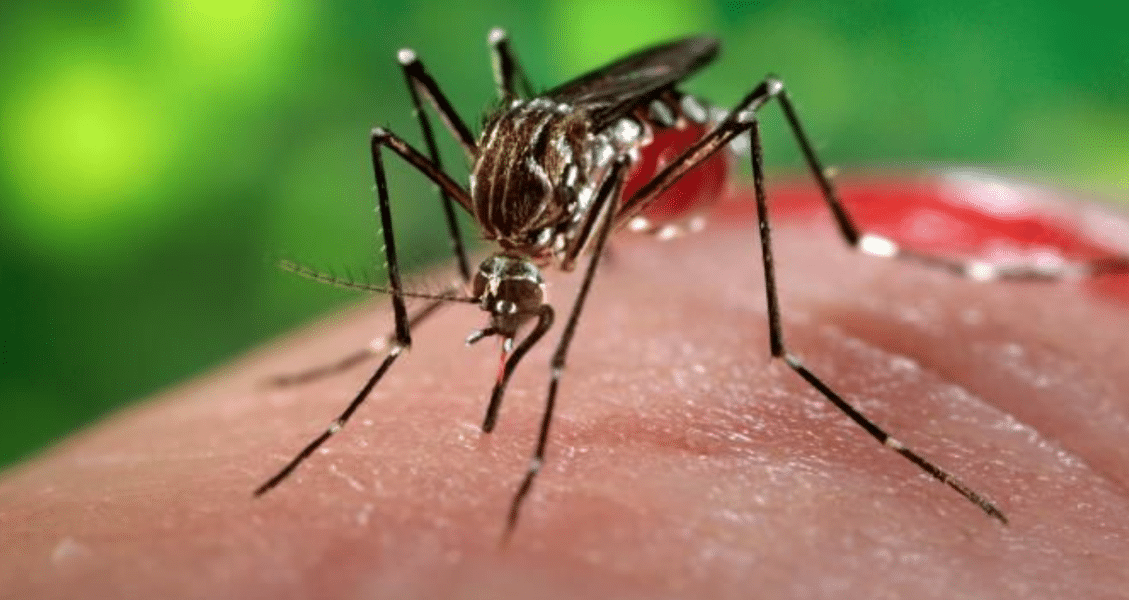 ¿Hay riesgo de una epidemia por el virus Chikungunya?