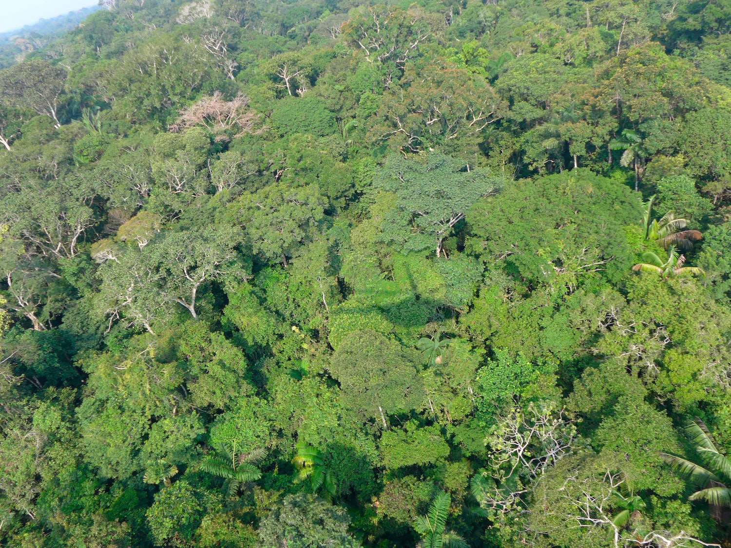 Hay tantas especies de árboles en el Amazonas que no las descubriremos hasta dentro de 300 años