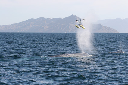 Un minihelicóptero vigila a Moby Dick