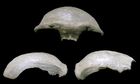 Resuelven el misterio científico del cráneo del Mongolanthropus
