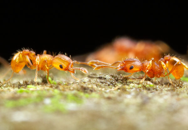 Hormigas que saben matemáticas