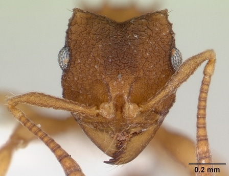 Hormigas sin sexo