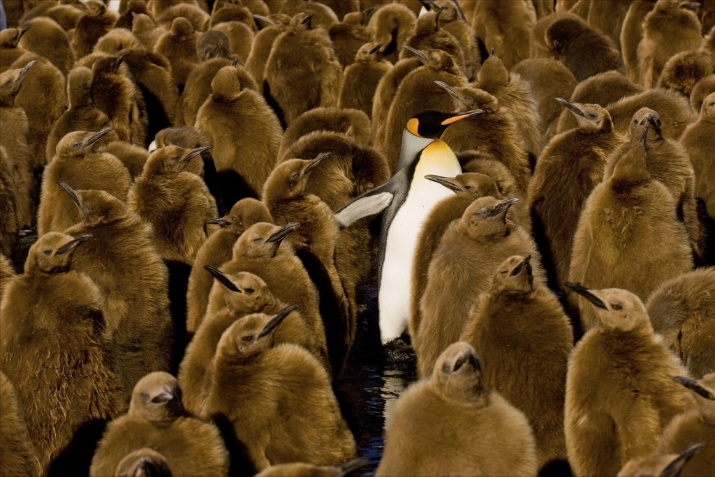 Hoy celebramos el día del pinguino