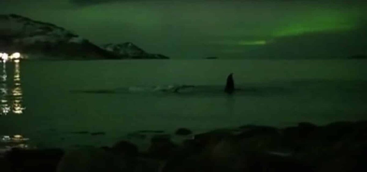 Impresionante vídeo de unas ballenas nadando bajo una aurora boreal