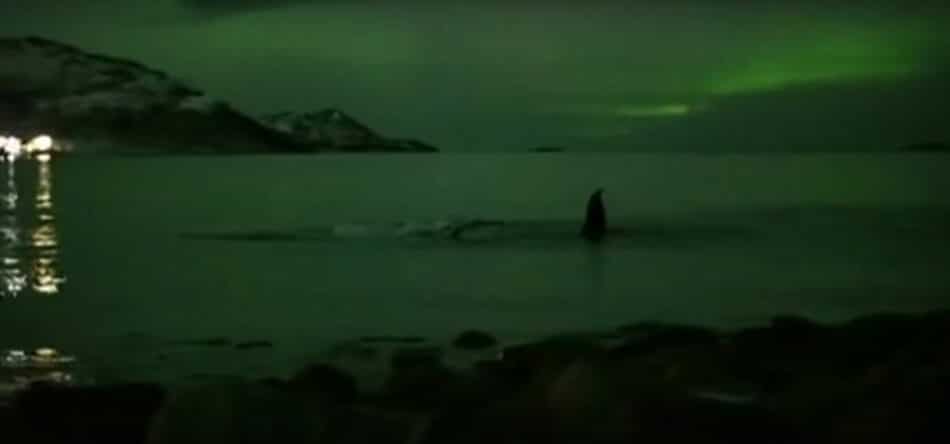 Impresionante vídeo de unas ballenas nadando bajo una aurora boreal