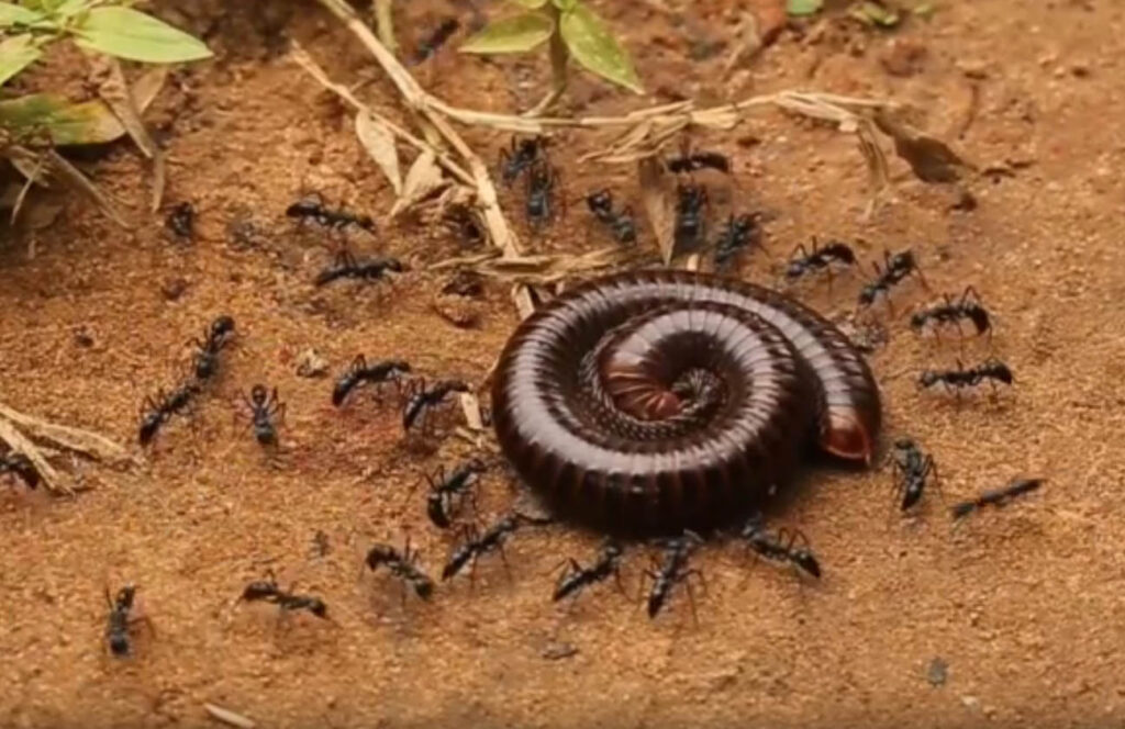 Impresionante vídeo de unas hormigas matando a un milpiés 1 impresionante video de unas hormigas matando a un milpies1 Impresionante vídeo de unas hormigas matando a un milpiés
