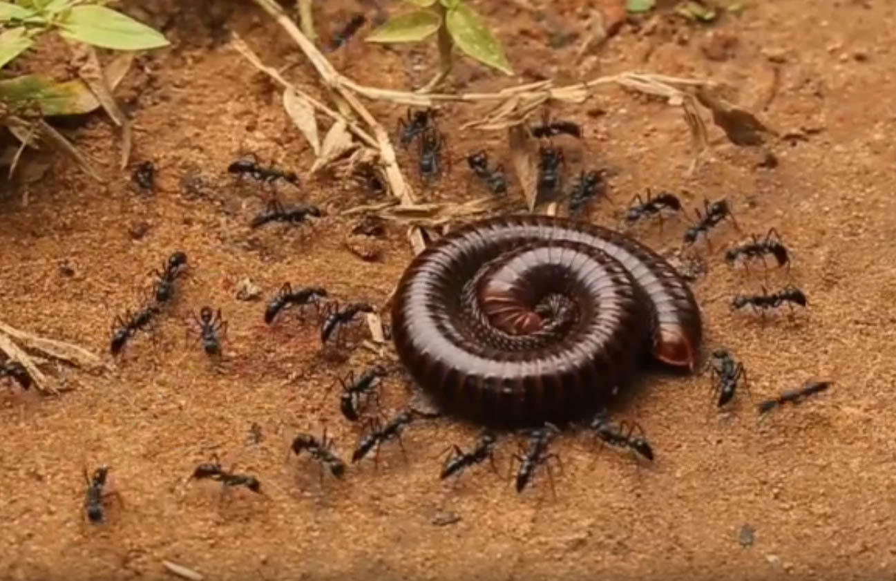 Impresionante vídeo de unas hormigas matando a un milpiés