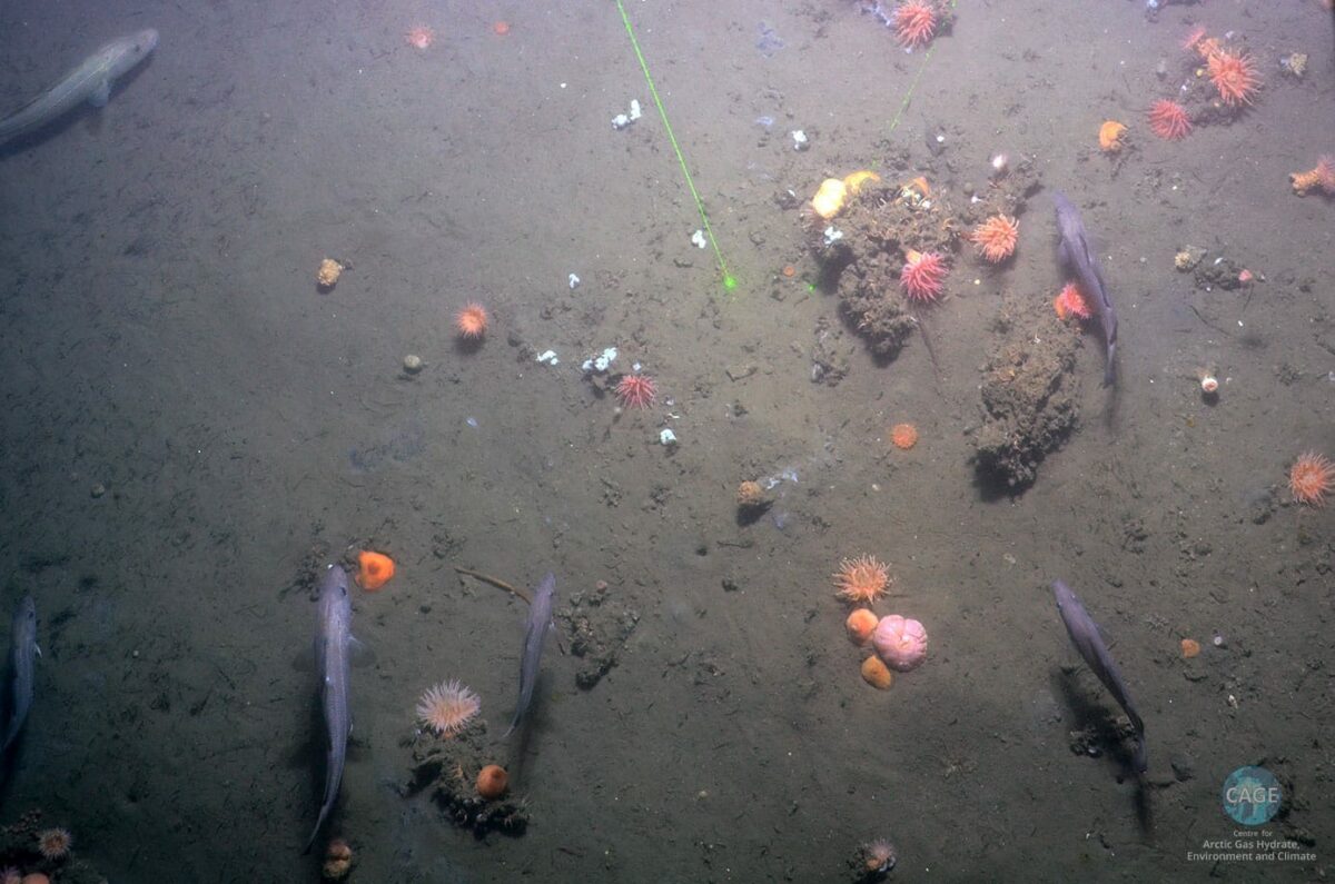 Impresionantes imágenes de los escapes de metano en el fondo marino