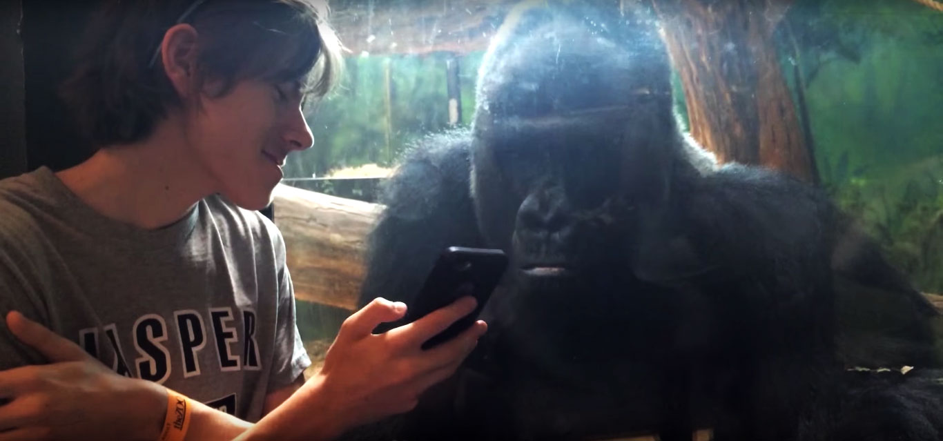 Increíble reacción de un gorila al ver fotos de colegas suyos en un smartphone