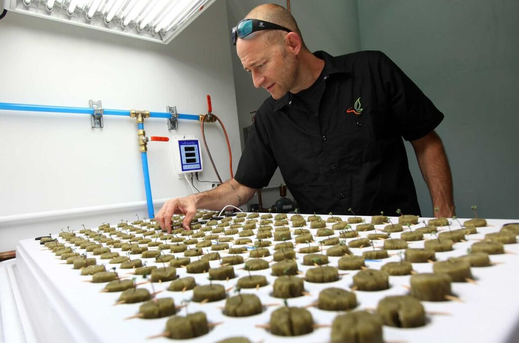 ¿Irías de vacaciones a un resort de marihuana? 1 irias de vacaciones a un resort de marihuana ¿Irías de vacaciones a un resort de marihuana?