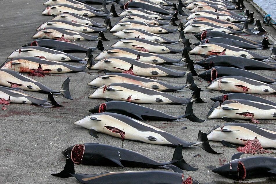 Japón, investigación y ballenas: 333 muertas en la última campaña