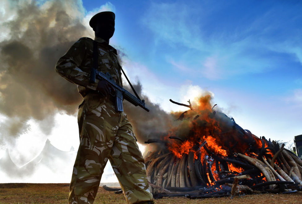 Kenia quema 15 toneladas de marfil como advertencia