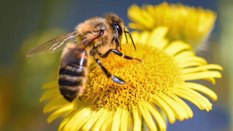La acupuntura con abejas puede costarte la vida