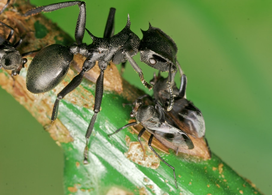 La bacteria que cambió el cuerpo de una hormiga