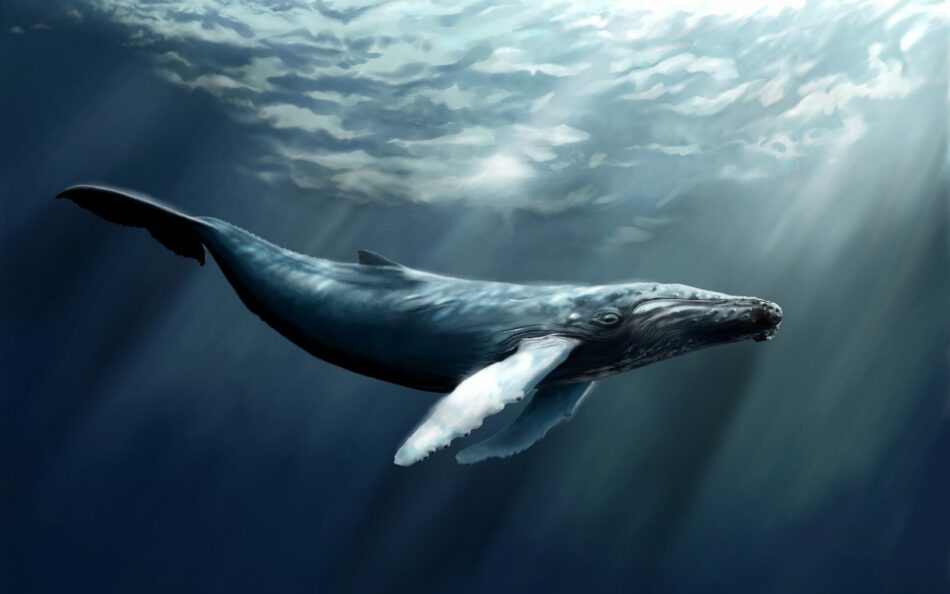La ballena azul, el macabro juego que se expande como una pandemia