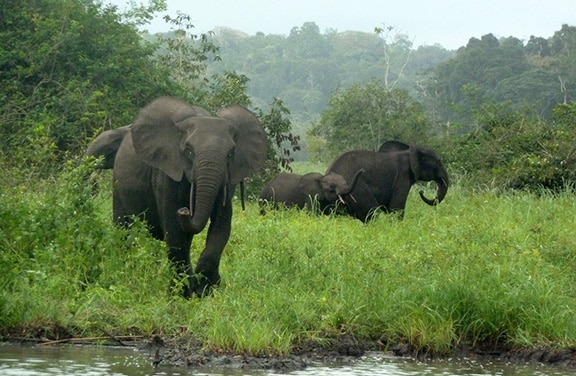 La caza furtiva acaba con un 80% de los elefantes de África central