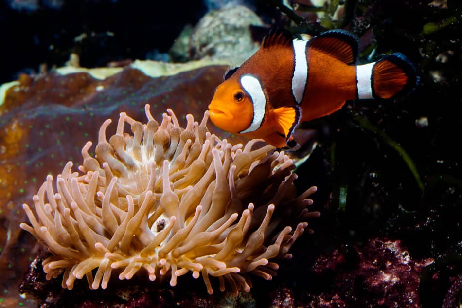 La ciencia demuestra que la película Buscando a Nemo tenía razón