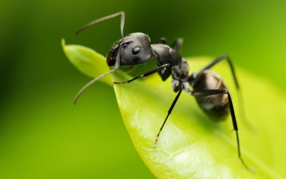 La dieta basura de las hormigas