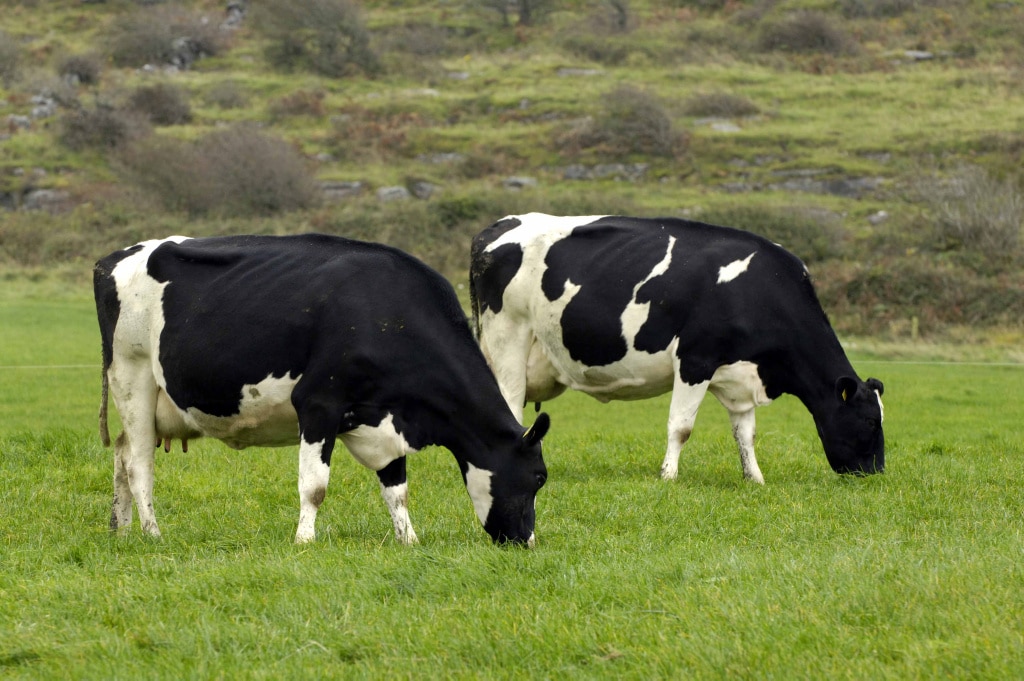 La enfermedad de las vacas locas podría transmitirse por la piel