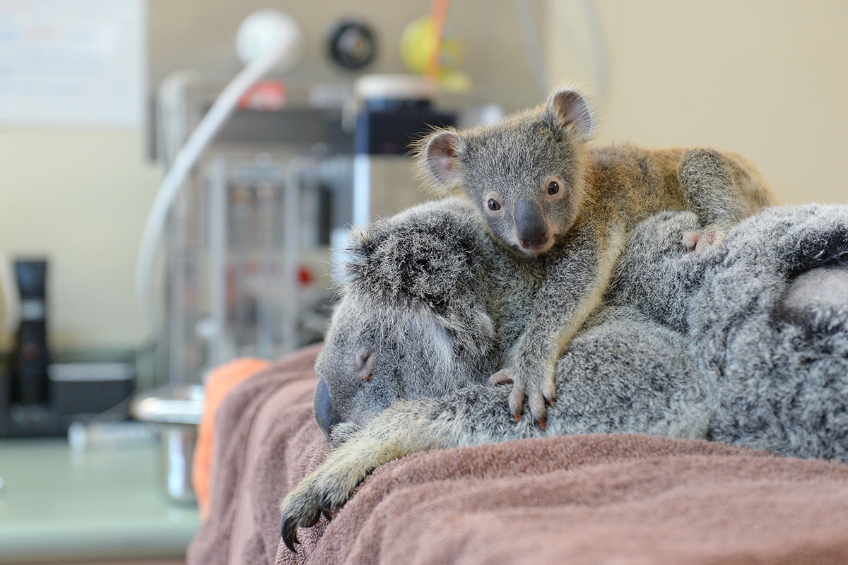La entrañable historia de cómo un bebe koala abraza a su madre malherida