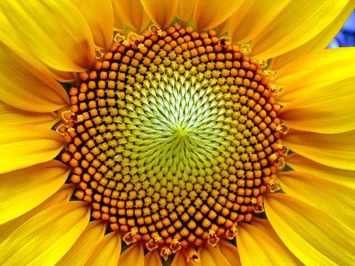 La espiral de Fibonacci