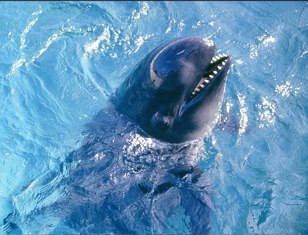 La extraña pandilla: falsas orcas y delfines