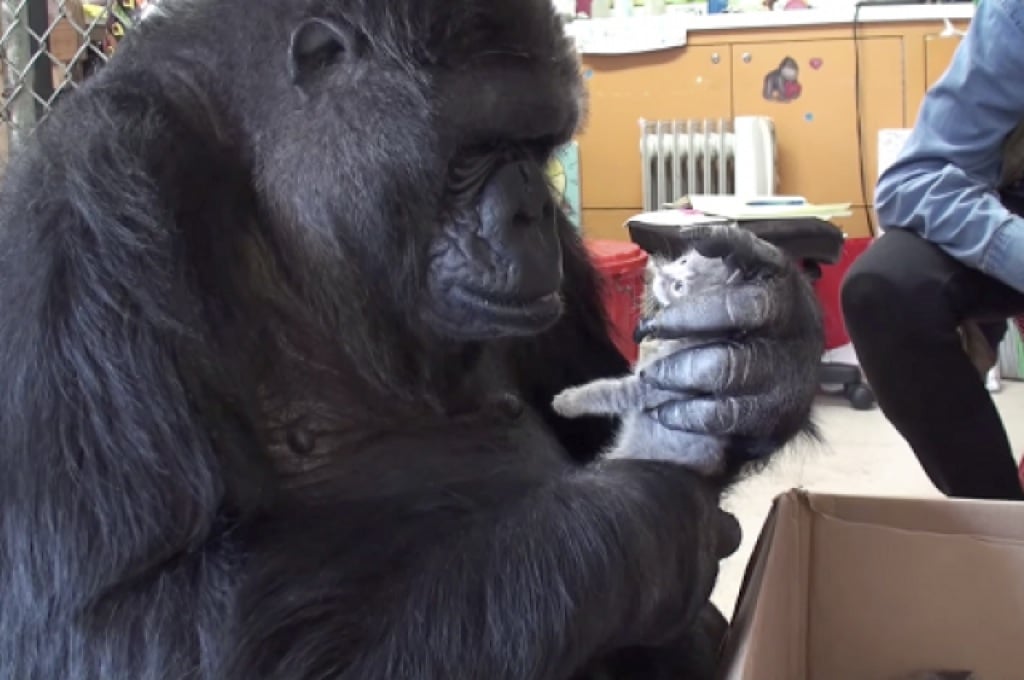 La gorila Koko adopta dos gatitos