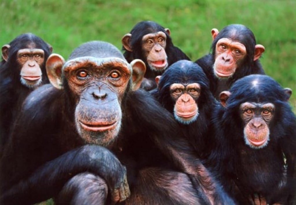 La gripe humana ha matado a varios chimpancés en Uganda