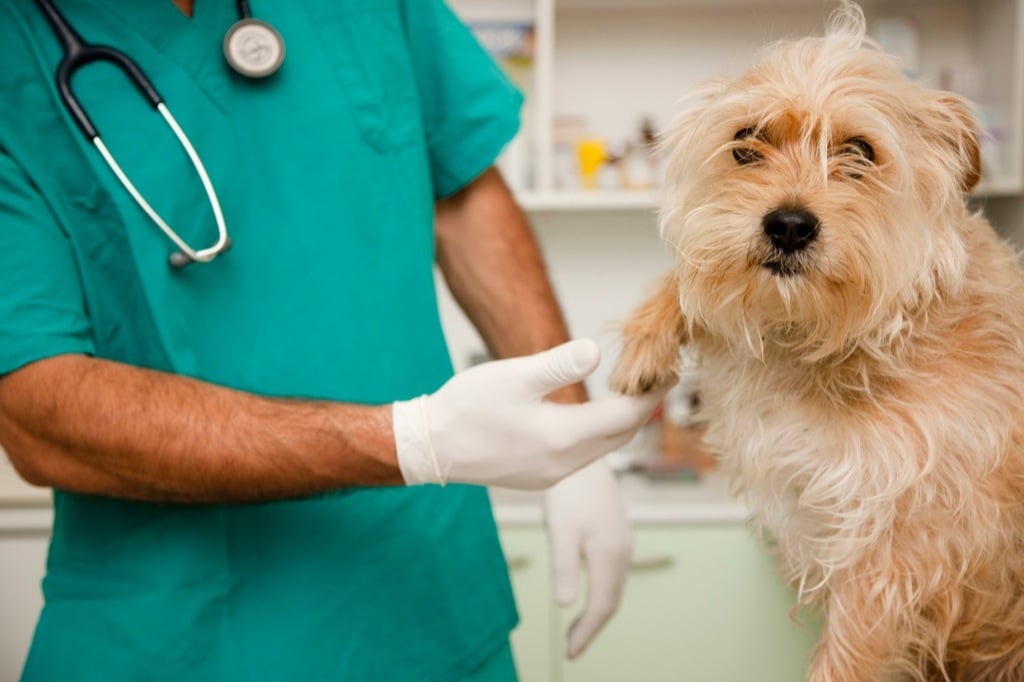 La homeopatía puede matar a las mascotas