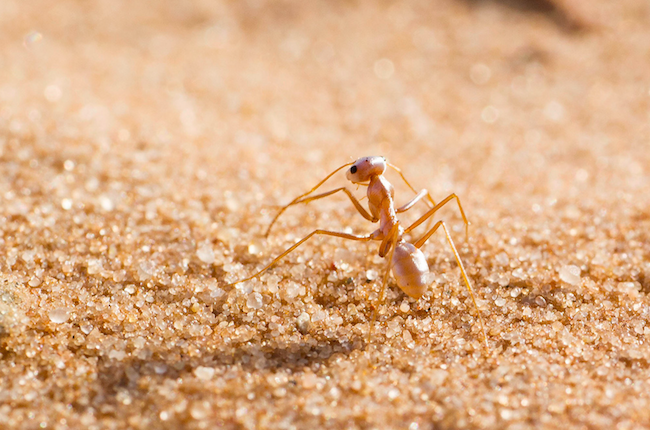 La hormiga atómica