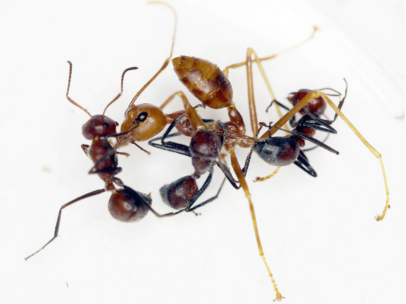 La hormiga que explota para proteger su colonia