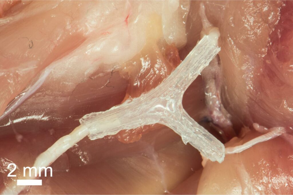 La impresión 3D llega al cerebro 1 la impresion 3d llega al cerebro La impresión 3D llega al cerebro