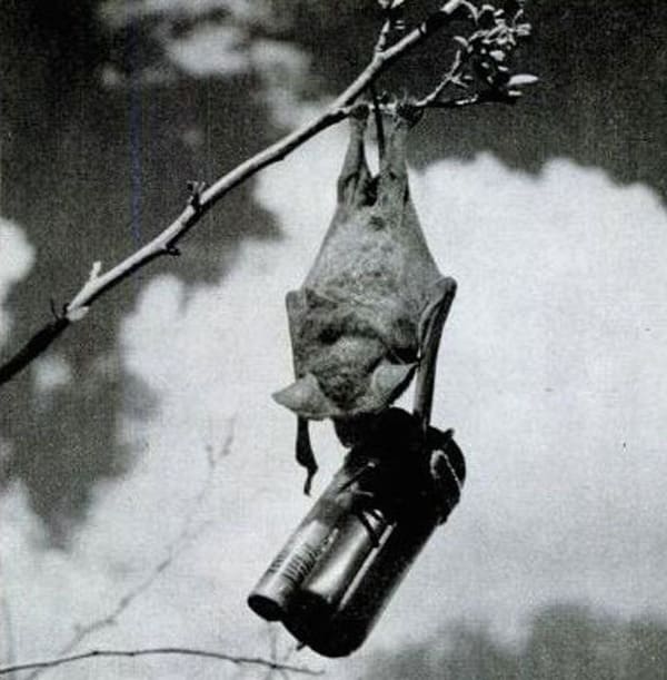 La increíble pero real historia de los murciélago-bomba