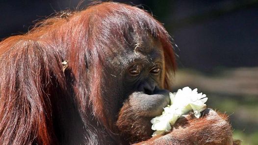 La justicia argentina declara a una orangutana persona no humana