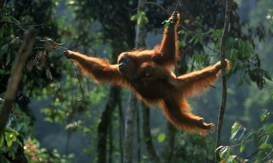 La justicia sentencia que un orangután tiene derecho a ser libre