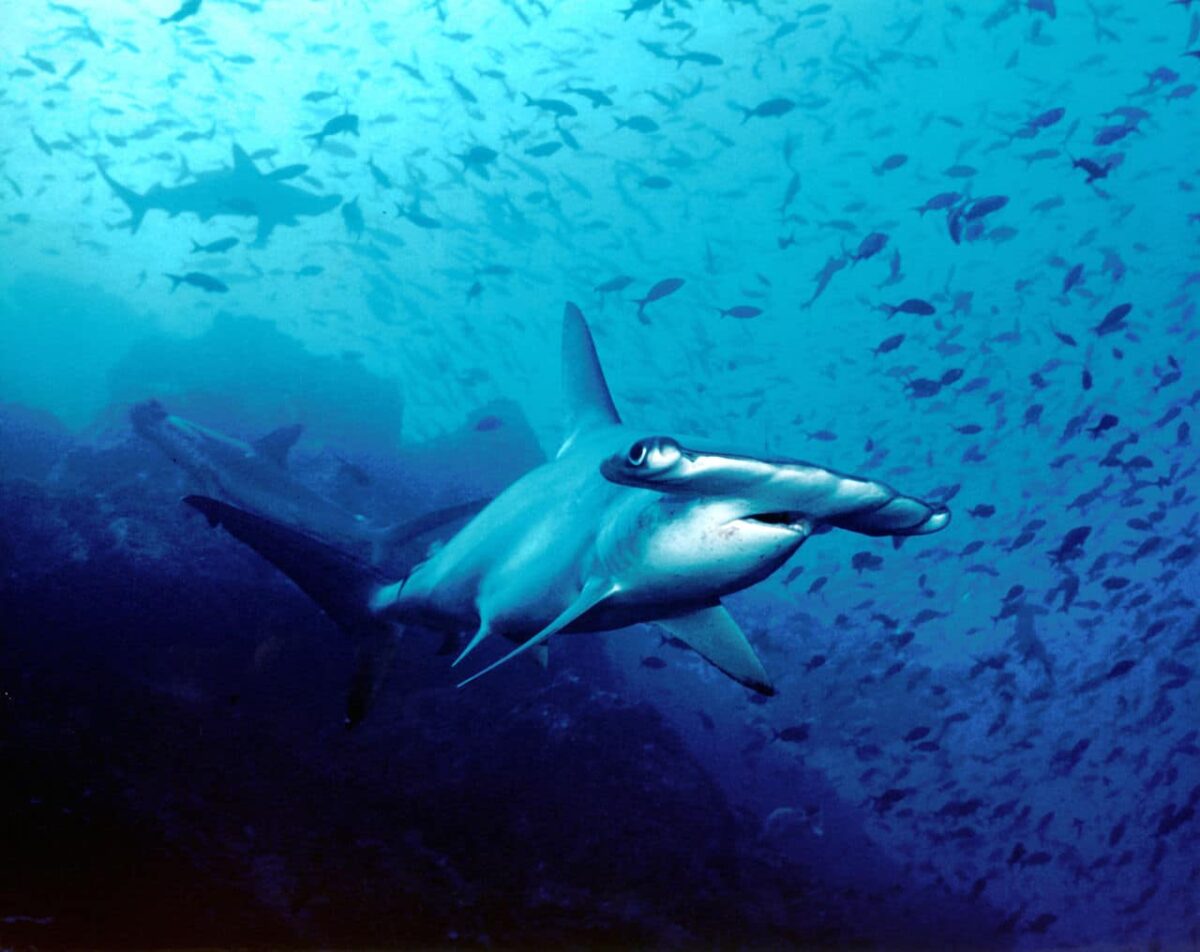 La mayor biomasa de tiburones del mundo está en Galápagos
