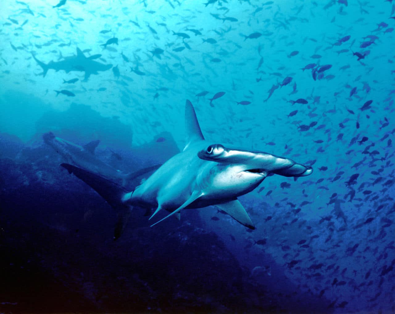 La mayor biomasa de tiburones del mundo está en Galápagos