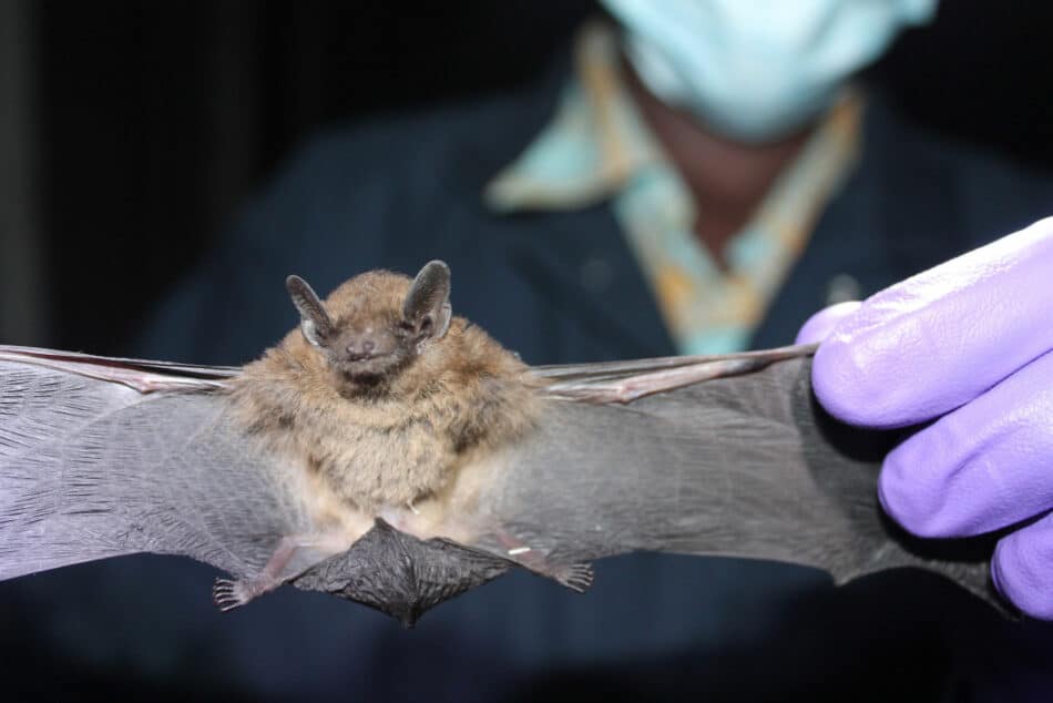 La mayor reserva de coronavirus del planeta: los murciélagos