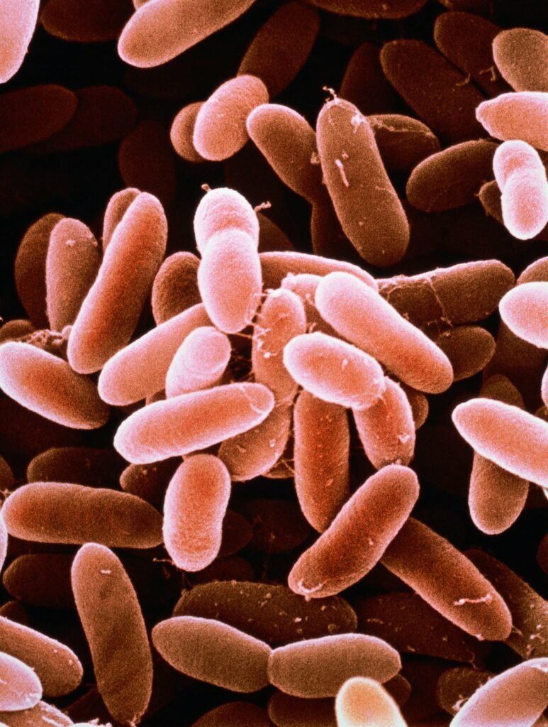La memoria de las bacterias 1 la memoria de las bacterias La memoria de las bacterias