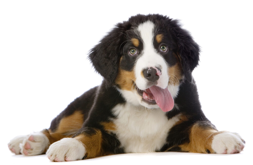 La mirada refuerza la unión entre humanos y perros 1 la mirada refuerza la union entre humanos y perros La mirada refuerza la unión entre humanos y perros