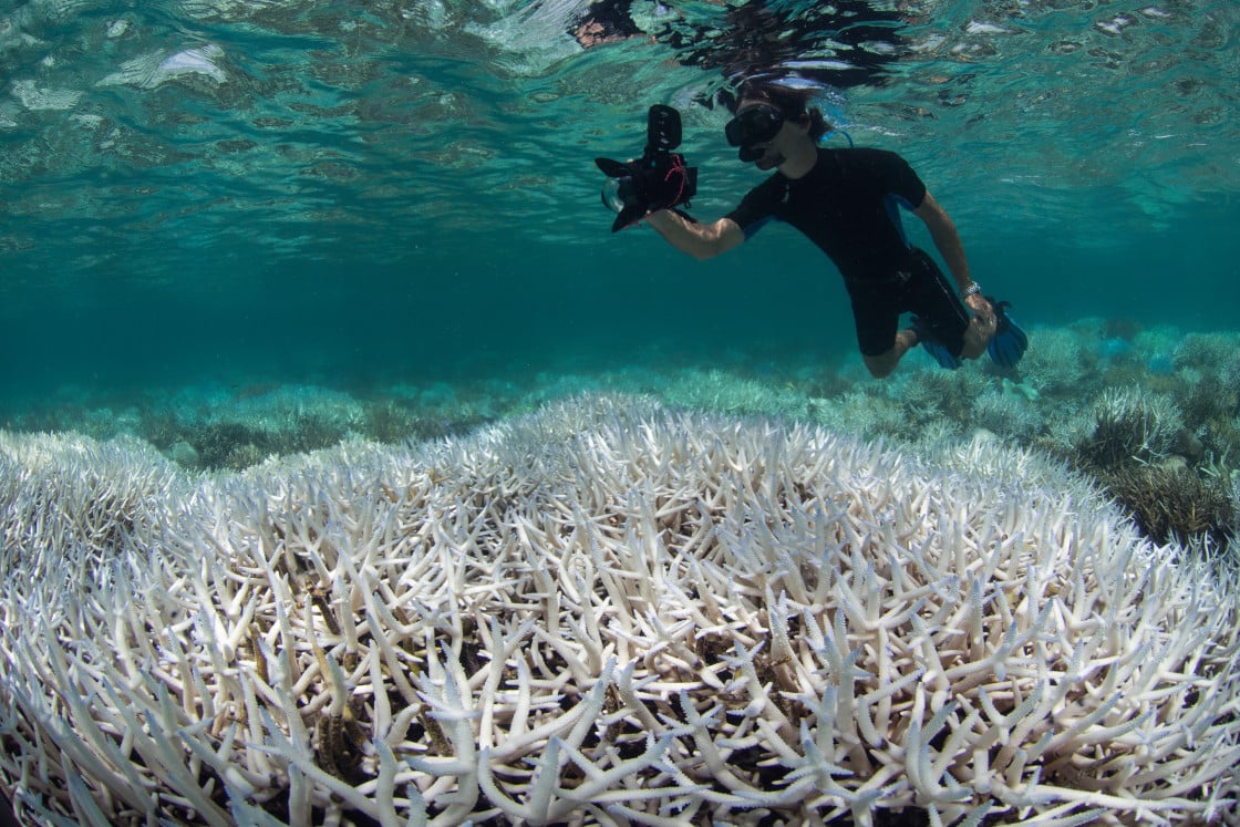 La muerte de la Gran Barrera de Coral, ¿es inevitable?