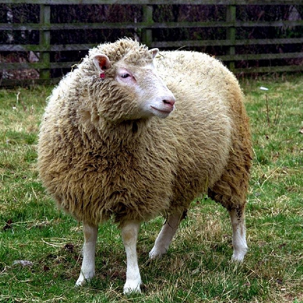 La oveja Dolly no murió de forma prematura por culpa de la clonación
