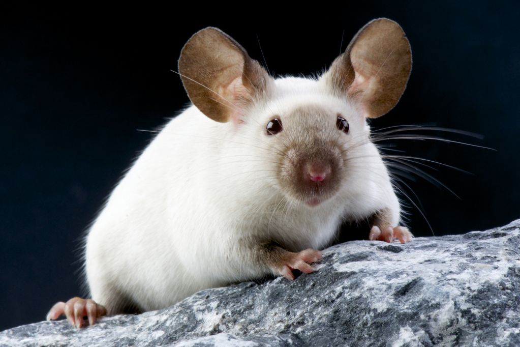 La piel de los ratones adelgaza en el espacio
