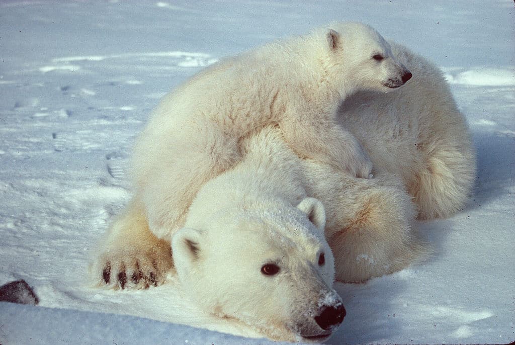 La población de osos polares disminuirá un tercio