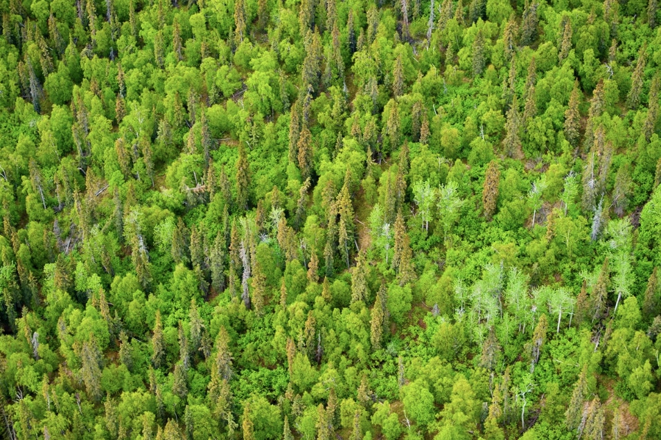 La política de renovables europea daña los bosques