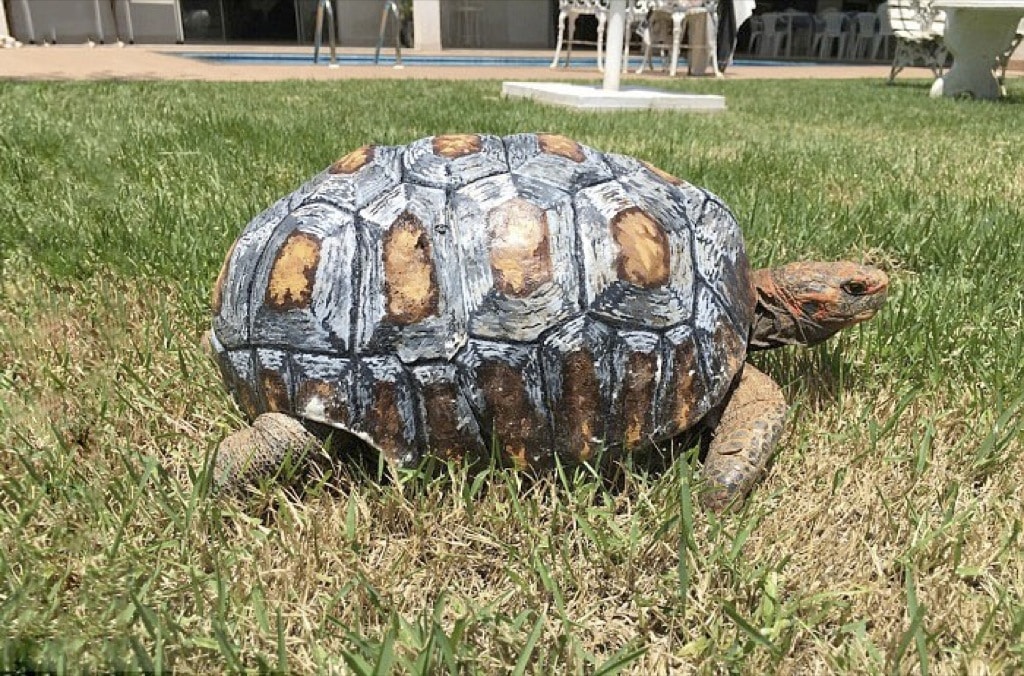 La primera tortuga con un caparazón impreso en 3D